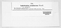 Lophodermium arundinaceum image